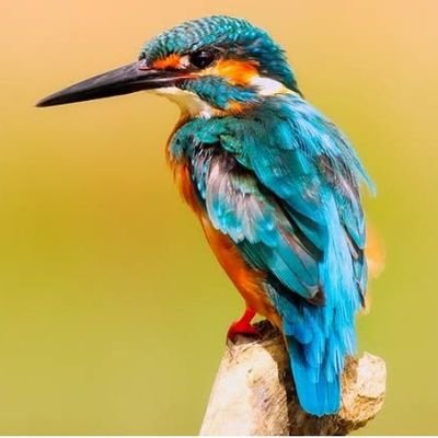 Bird lover tweeting the wonders of the avian world! 🐦✨ #BirdWatcher 🌿