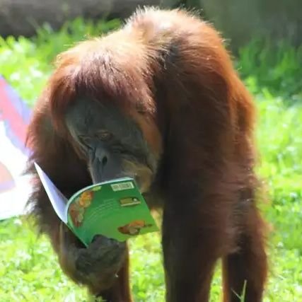 Paronella1675's profile picture. Sandal wearing hippie Male who walked outta a Rainforest. Let's be comrades? 友達か？No feminists. フェミニストはいない. Over 23s. 23歳以上