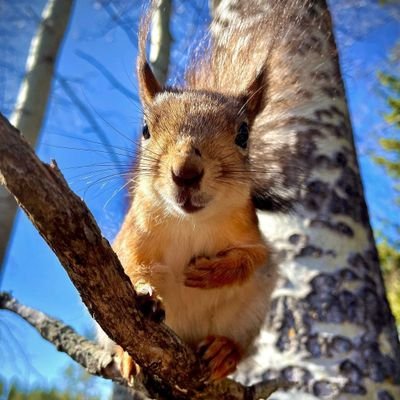 Squirrels Community Profile