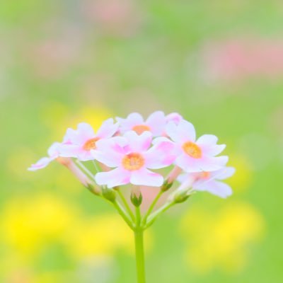 女性おひとりさま起業で開始。 幼稚園教諭→人事→退社。何も能力がない人なんていない。 自分の生き方、やってきたこと、学んできたことで稼ぐ《女性のおひとりさま起業》をサポート!無料相談会はLINE公式より受付中