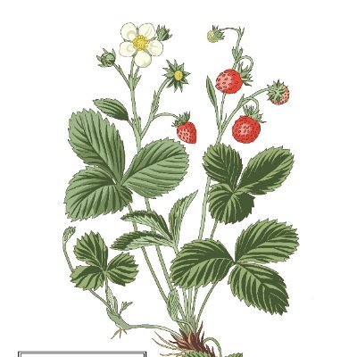 Old botanical paintings in the public domain are traced and digitized. I'd like to introduce you to some wonderful botanical paintings. I'm Japanese.