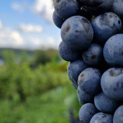 MikiMoniki's profile picture. I ❤️ tennis and hate PiS.
All kind of idiots are immediatelly blocked, sanity is important.

#Trzaskowski2025