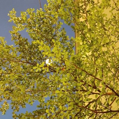 Nuggna01's profile picture. 