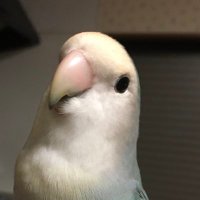 シトラス (@riririn_tkf) 's Twitter Profile