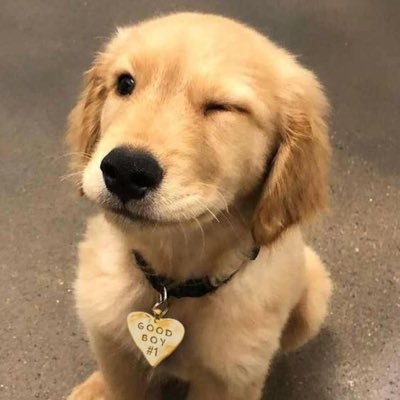 bearcompo's profile picture. 선량한 구독자