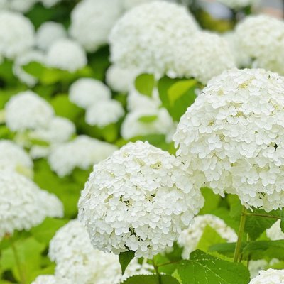 dahiru_ruk54224's profile picture. 人生は美しい、誰もが笑顔、だからあなたも笑顔を絶やさないほうがいいのです。