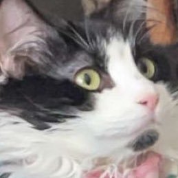 awesomenobody2's profile picture. just a 28 year old dork here for laughs and lewds