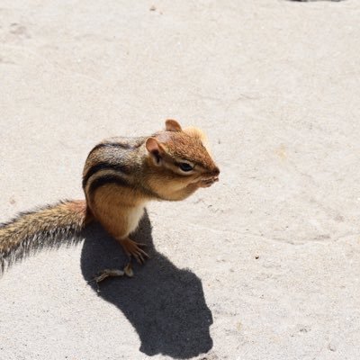 Fromehtozed's profile picture. NOT a far left wing nutter, NOT a far right extremist. NOT A FAN of Trudeau & the name calling Liberals. Be a kind human, not a dick & love all creatures.