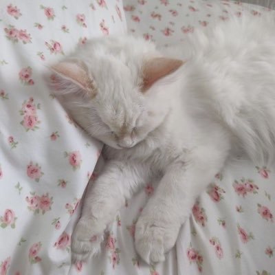 katzcalz's profile picture. ୨୧  19  ୨୧  edtwt  ୨୧