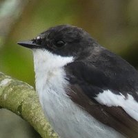 Harry's Birds & Wildlife(@BirdingHawkeye) 's Twitter Profile Photo