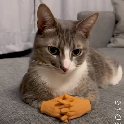 tutilinazo916's profile picture. 