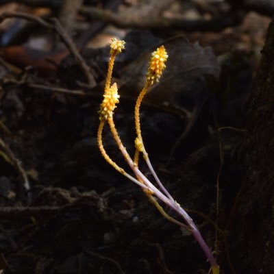 植物、菌根、生態などに興味があります。鱗翅目などの昆虫も好きです。植物病理研 学部生 ; 渓流に生えてるスミレ、ラン科、アカネ科love