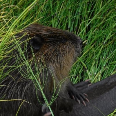 A @CINUK_ARP research coproduction project in the Inuvialuit Settlement Region; 'Beavers and Socio-ecological Resilience in Inuit Nunangat'