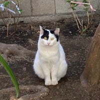 mizuki (@cotoraneco88) 's Twitter Profile Photo