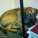 Dexter Reed Fritzl P - @ScardyDogDexter - Twitter