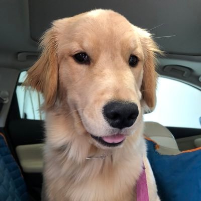 LucyTheGoldy Profile Picture