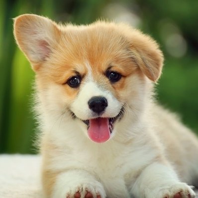 corgi_clan_ Profile Picture