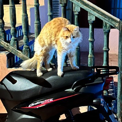 ZMaroquina's profile picture. 