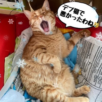 保護猫3匹と暮らしています