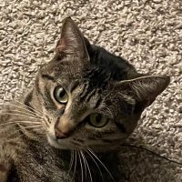 ry (@ensl0) 's Twitter Profile