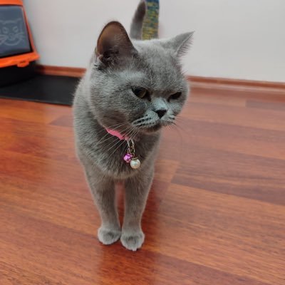 SiddetDuygusal's profile picture. 