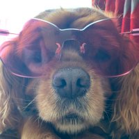 RUBINtheDOG 🇮🇱 🎗️#UTAG (@rubin29312972) Twitter profile photo