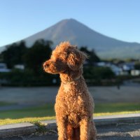 fierce_ALPHAZ (@fierce_hiro) 's Twitter Profile
