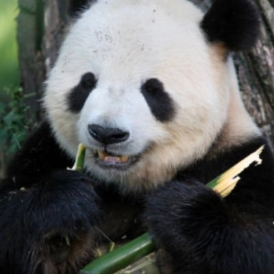 Buy and Hold - $TSLA, history enthusiast, SpaceX, occasional pet/travel pics, Family first.