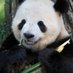 The PandaBear (@thpandabear) Twitter profile photo The PandaBear (@thpandabear) Twitter profile photo