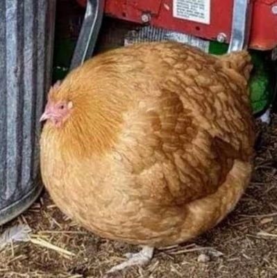 changed this because porn is cool but chickens are awesome. also I am a hyper-intelligent chicken fti also favorite thing is bread