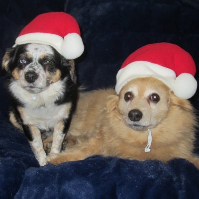 frismo2016's profile picture. Twitch Variety Streamer, Animal Lover (Especially Dogs), Team Shogun, Team Hitless, Environment where "Every Buddy Matters" https://t.co/1V11Znl4TW