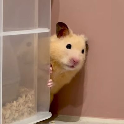 unagitabetaiZ's profile picture. I'll reply to your shitty replies over and over again