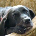 Robert Krall - @BKrallKrall - Twitter