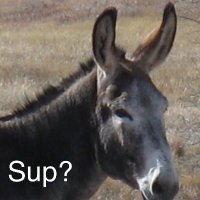 Eeyore Schlong (@eeyore__schlong) 's Twitter Profile