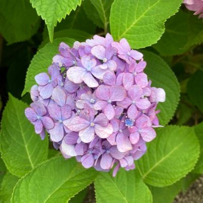 pixydust1118's profile picture. 劇団四季/ノートルダムの鐘🔔/飯田達郎さん/飯田洋輔さん(Sogno) /佐藤隆紀さん（Parti）/甲斐翔真さん（FC）/小林美沙希さん/TDR（ファンダフルディズニー）基本バケパ利用/ディズニー映画/いいね多め/無言フォロー•フォロバ失礼します。