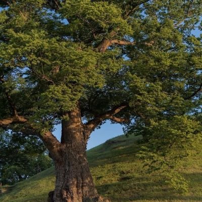 sonOfAthena16's profile picture. 