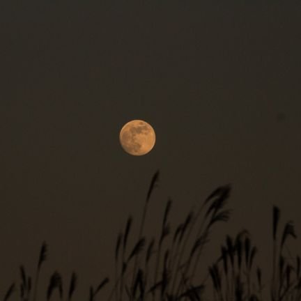 chenyaqiong2's profile picture. 设计，时尚，禅意