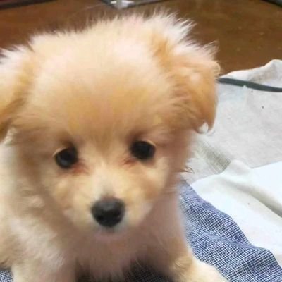 monski12312424's profile picture. Iyota ko.🇵🇭to🇹🇼