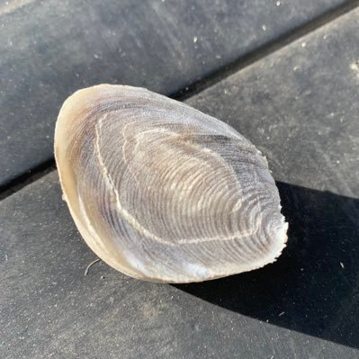 V2SdxcQgq550hGg's profile picture. 福勝鶴の母あつだ223の生産者。アイコンは妹めぐみ(安福久)の角。OPUで一年一産しながら採卵やってます。親牛40頭を夫婦2人でのんびり繁殖。牛アカ🐂