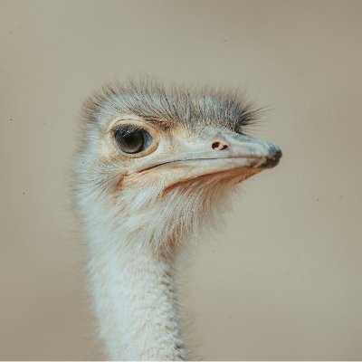 lys024432960891's profile picture. shotor gav palang