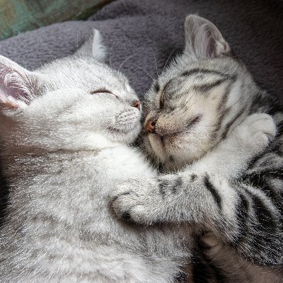 Amy43308865's profile picture. 