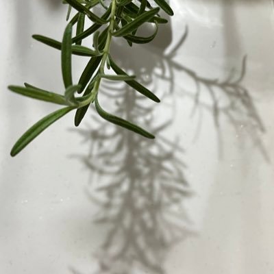 QDc0Shaw5s83452's profile picture. 暮らすように過ごす旅が好きです❤️     スパイスを学び中、 インド料理も興味あり