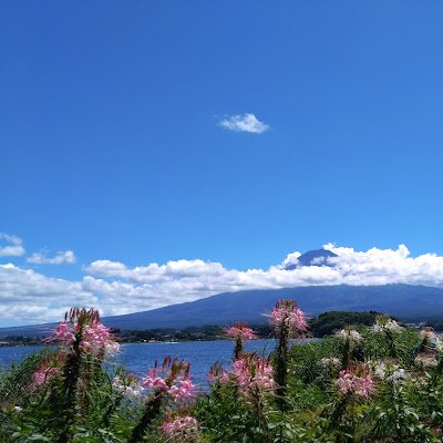 1daruma1's profile picture. 自由奔放な人です