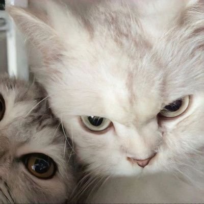 adenyawooseok's profile picture. #bisnis jual apps premium