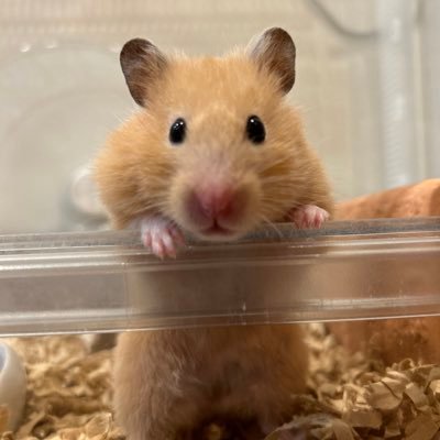 honeybee_wwjd's profile picture. 51才ハムスター🐹＆Hawaii🌴好きクリスチャンランナー🏃‍♂️ハム＆ランニング日記 【PB】《5km》18:12 《half》1:22:41年忘れ’24 《full》 3:04:39 つくば’23 【所属】名古屋チャレンジャーズ💪👈、3SHINE🌅2期OL