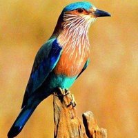 Krishna (@krishna99669) 's Twitter Profile
