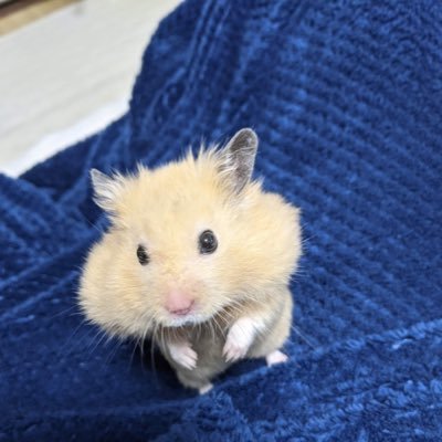 hth(human to hamster) 트랜스 햄스터
