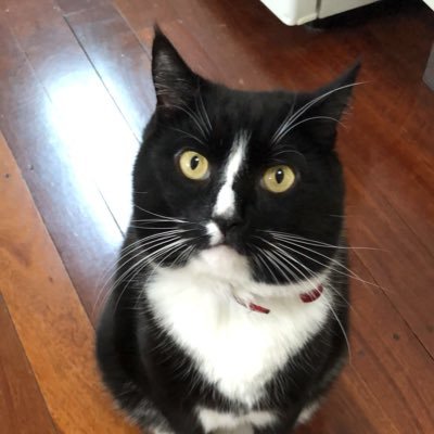 I’m a special (not so) little tuxedo guy who loves cuddles, snoozing and ham!