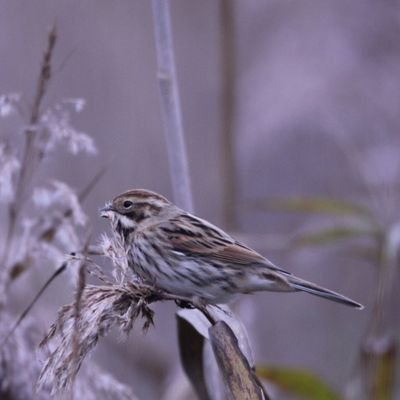 14.Bird watcher from West London. Patch:Warren Farm NR and Richmond Park.British life list: 262. Most recent tick: Hawfinch