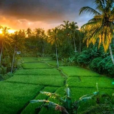 ibnudewandaru16's profile picture. 